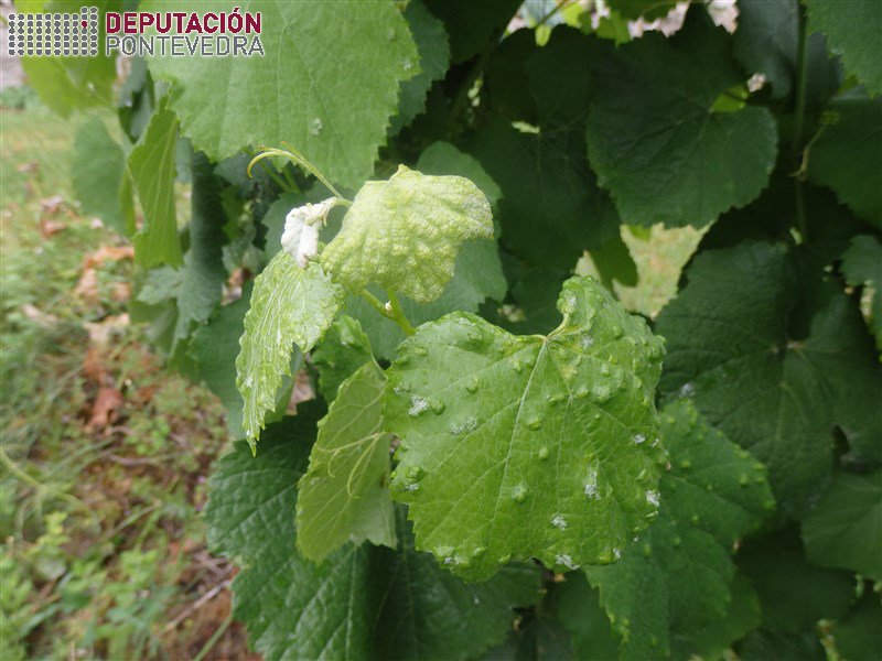 20190619_Nalgunha viña de albariño hai erinose nos gromos mais novos.jpg